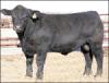 78 Angus X 18 Simm sired by Lead On