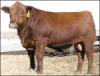  Red Angus X  Simm by Cherokee Canyon